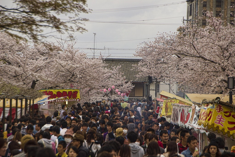Illustration for article titled Random Walk Around My Place #2: Sakura Edition
